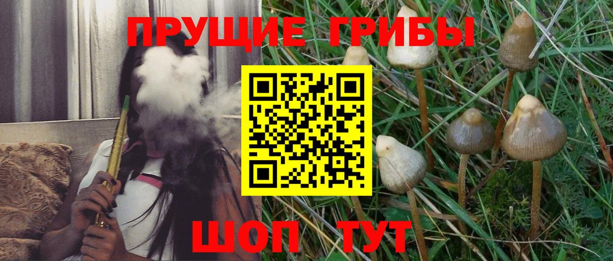 Псилоцибиновые грибы Psilocybe  Псилоцибиновые грибы Psilocybe  Сокол  Вход с VPN 